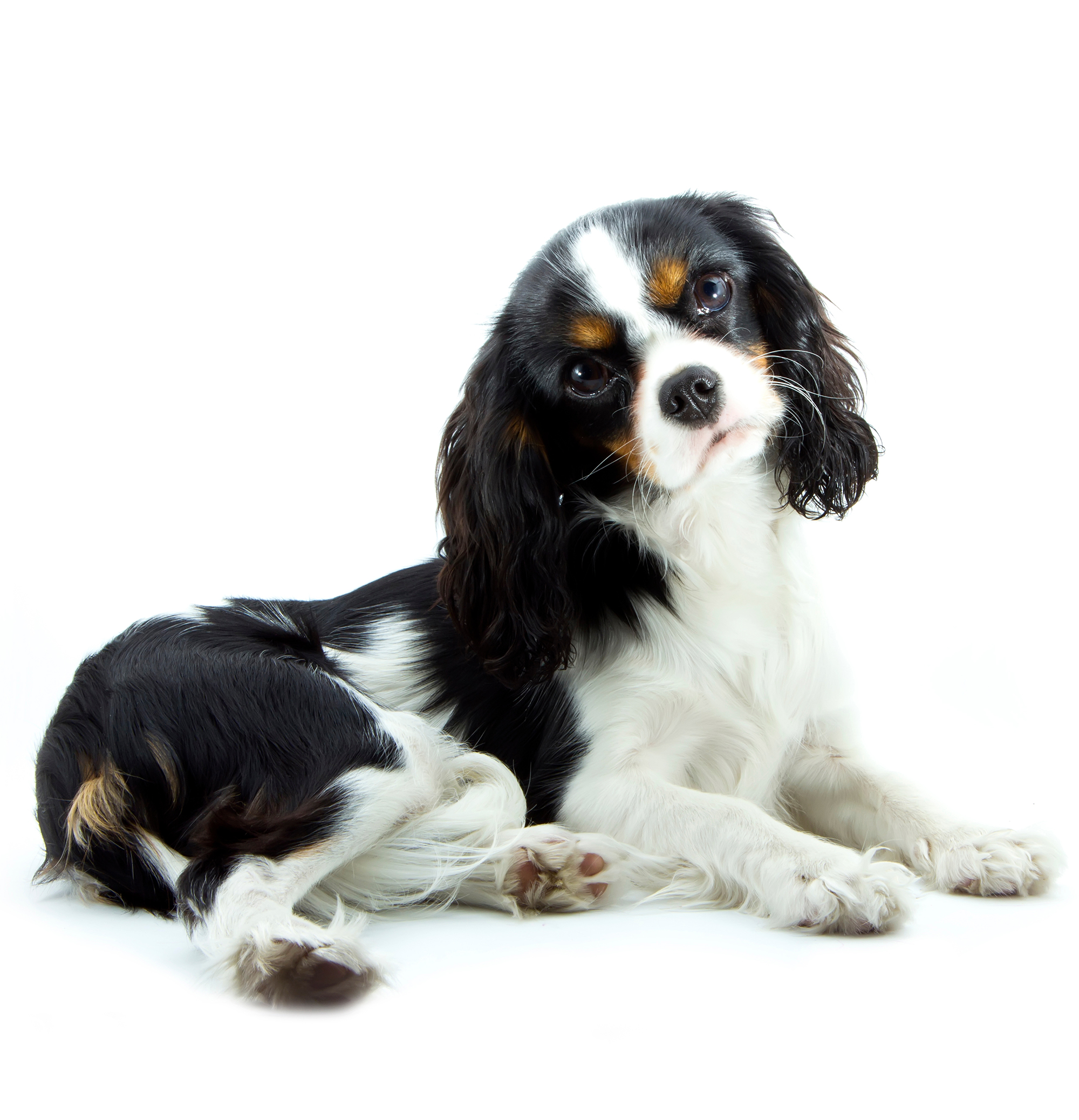 cavalier king-charles