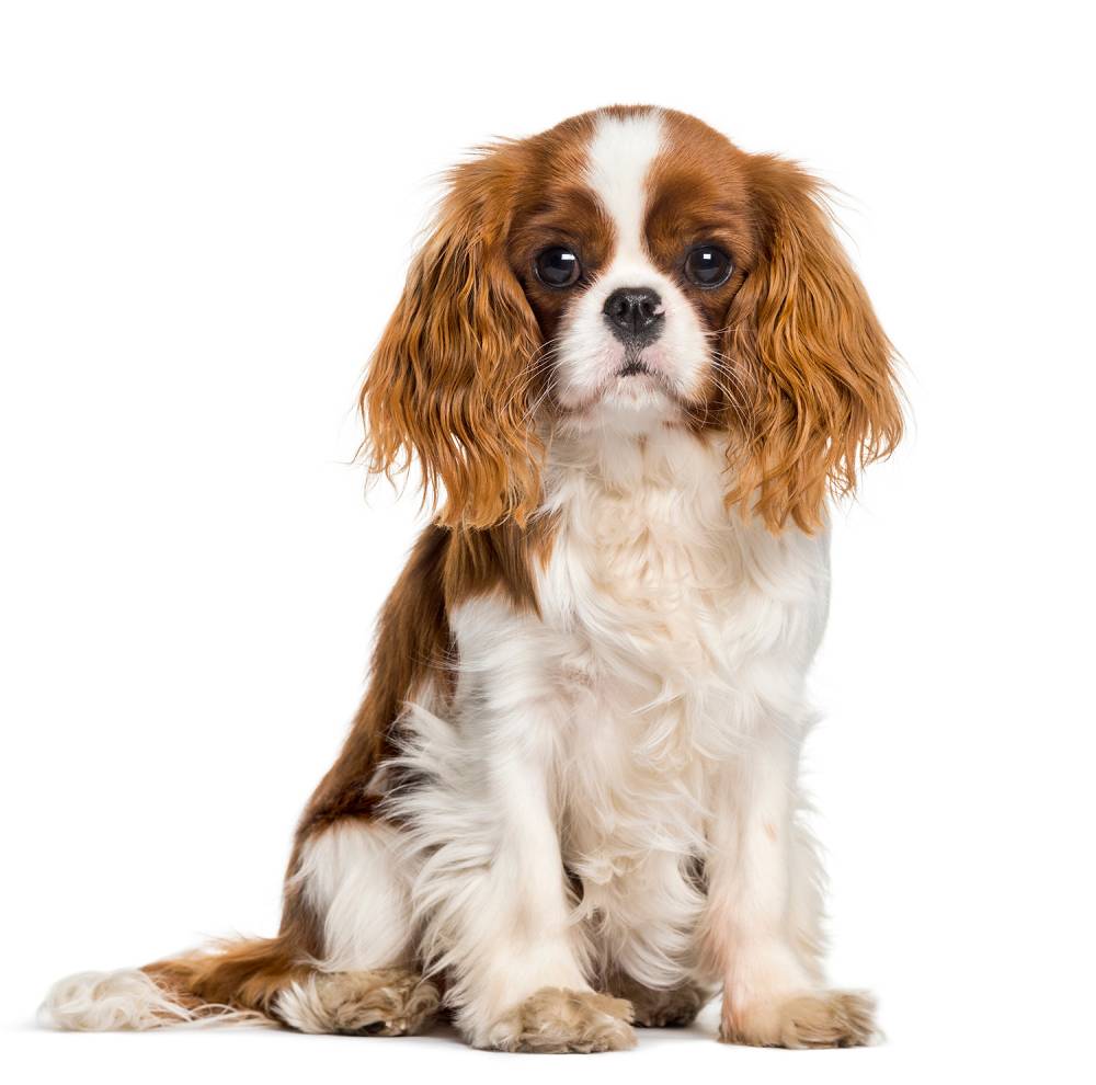 activity-cavalier king charles.jpg