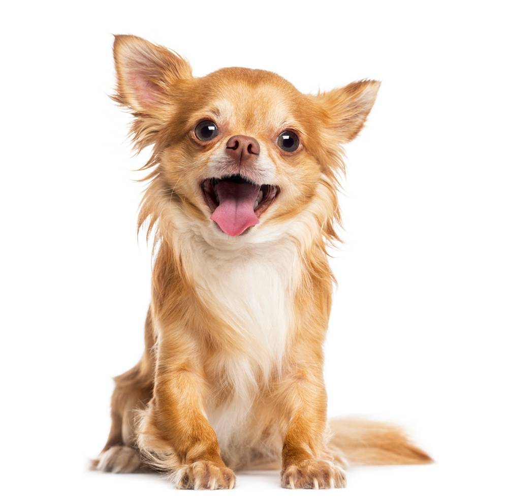 activity-chihuahuas.jpg
