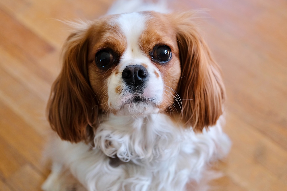 Cavalier King Charles