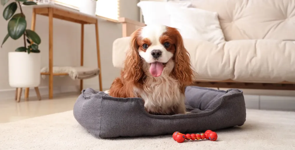 Cavaliers king charles près de Bollène