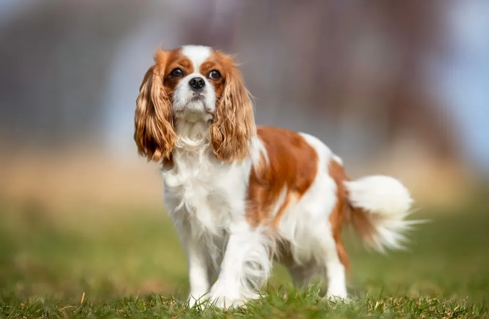 Élevage cavaliers king charles près de Bollène