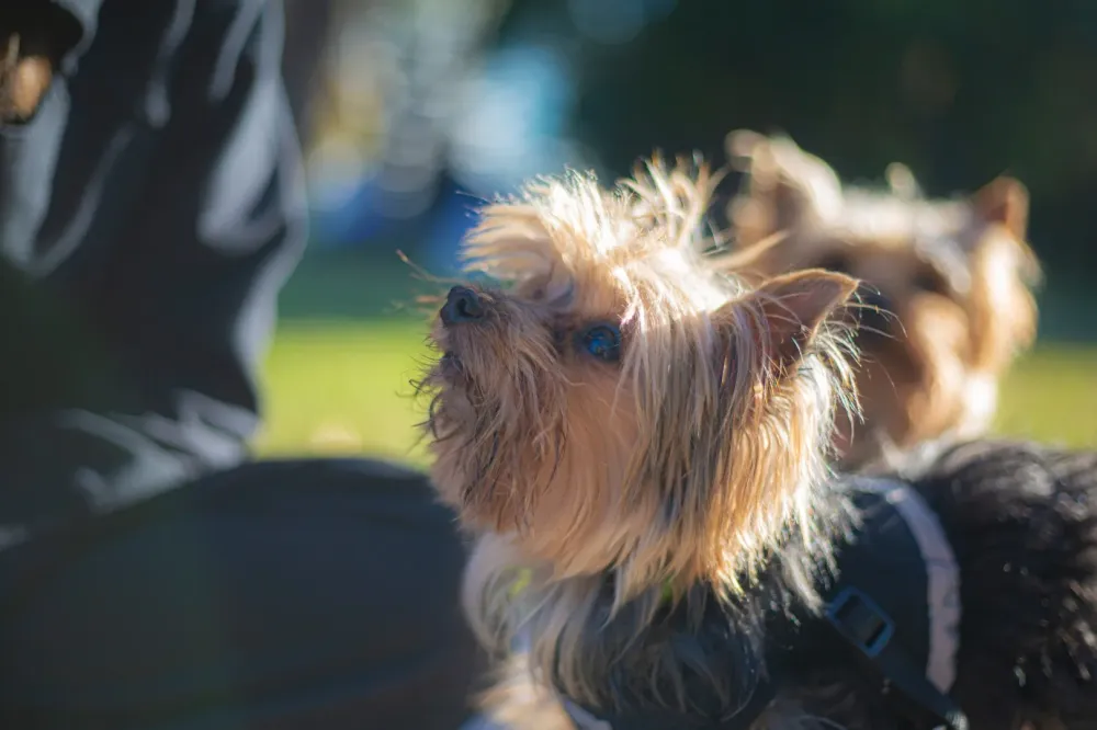 Chiot yorkshire terrier