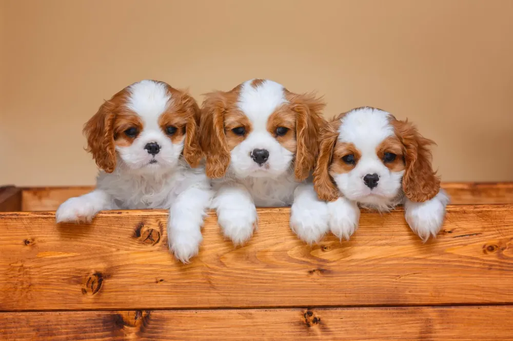 Chiot cavalier king charles près de Bollène