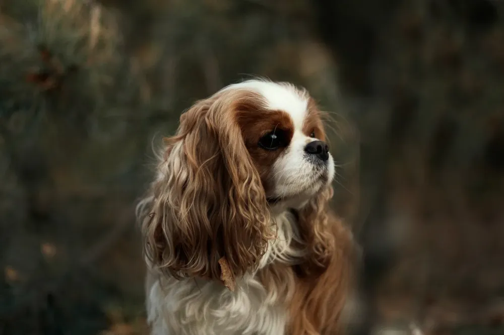 Chien propre