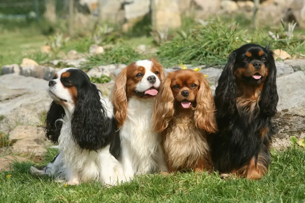 Chien élevé en famillwebp