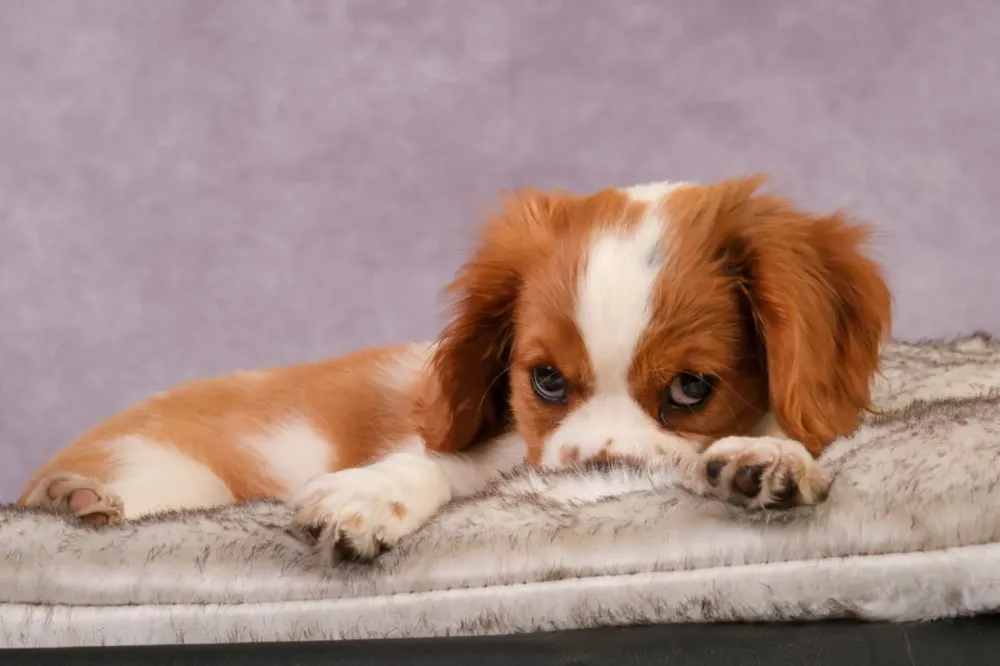 Cavalier king charles
