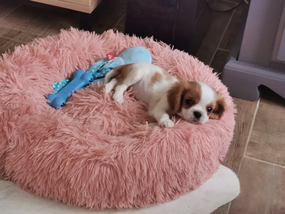 Chiot