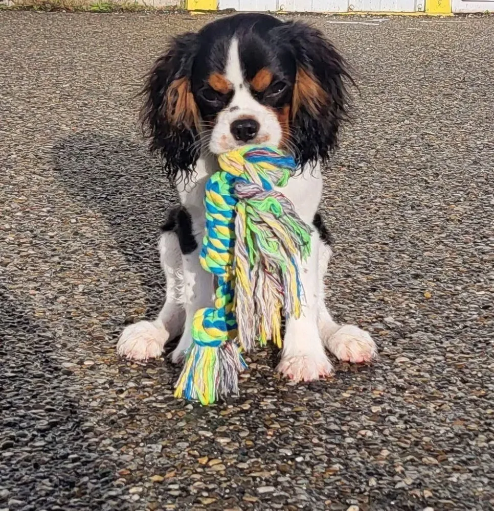 King Charles
