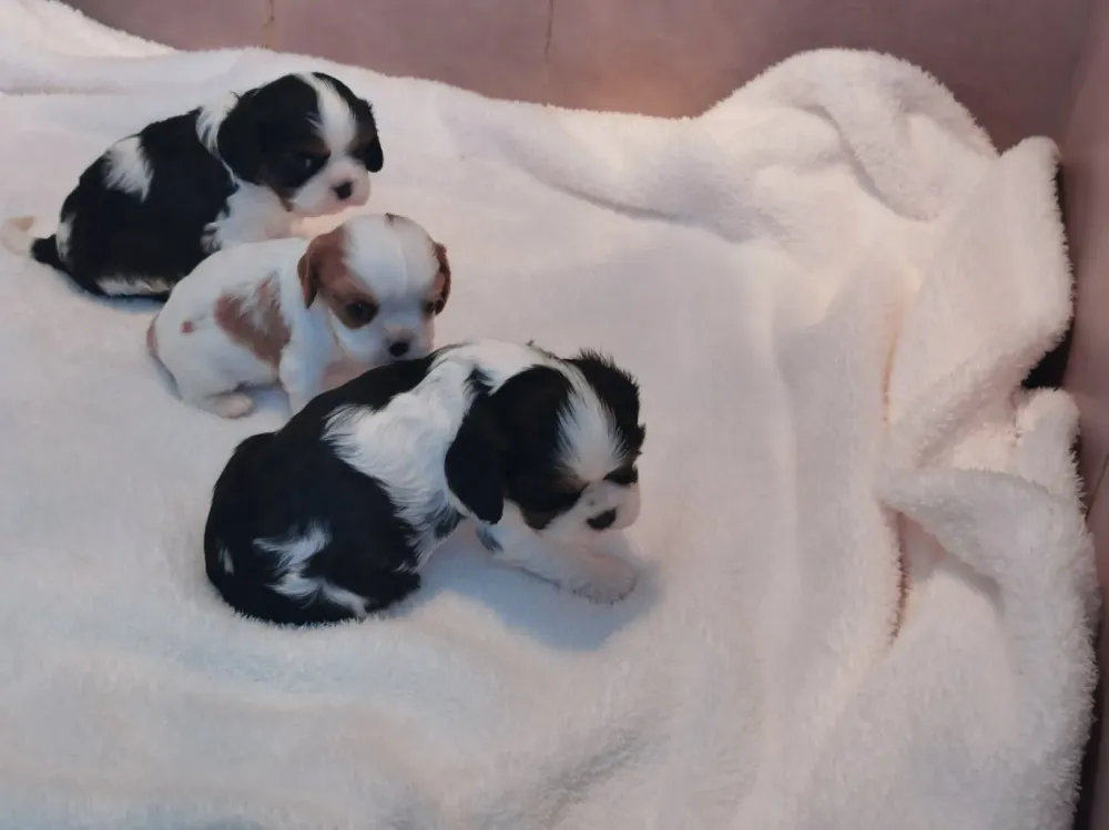 Chiots