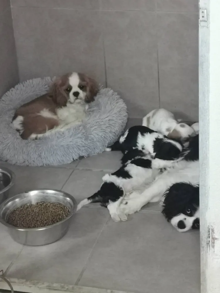 Cavalier King charles chiot