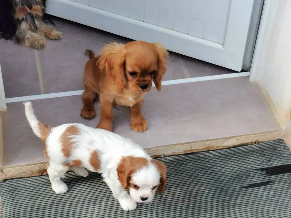 Chiot Cavalier King charles