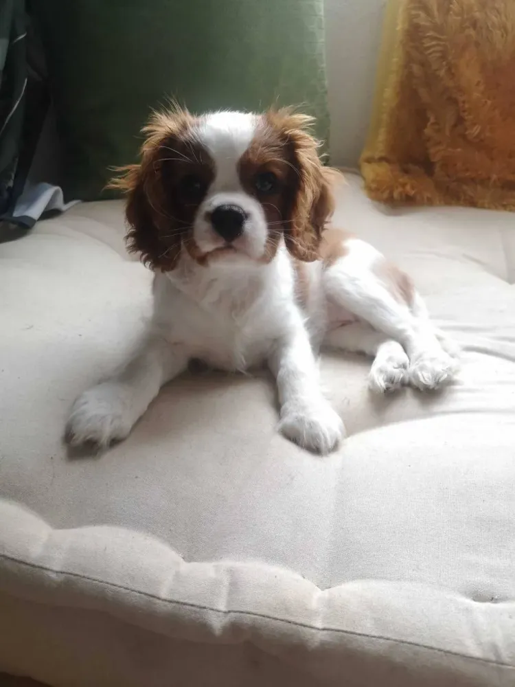 Chiot king charles