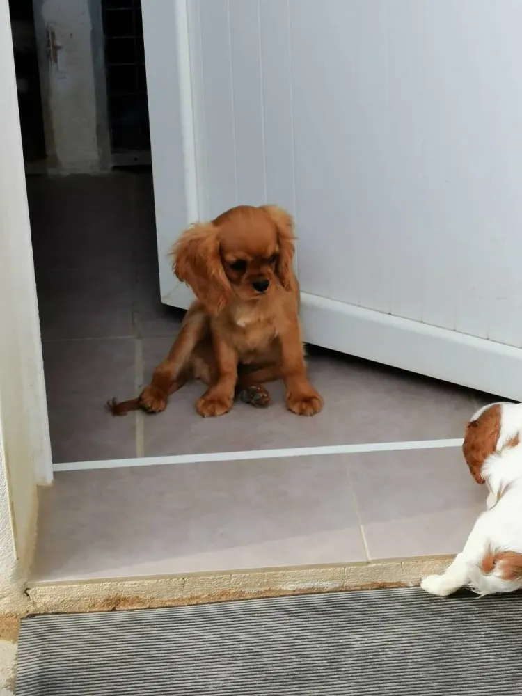 Vente chiots Cavalier King Charles près de Bollène