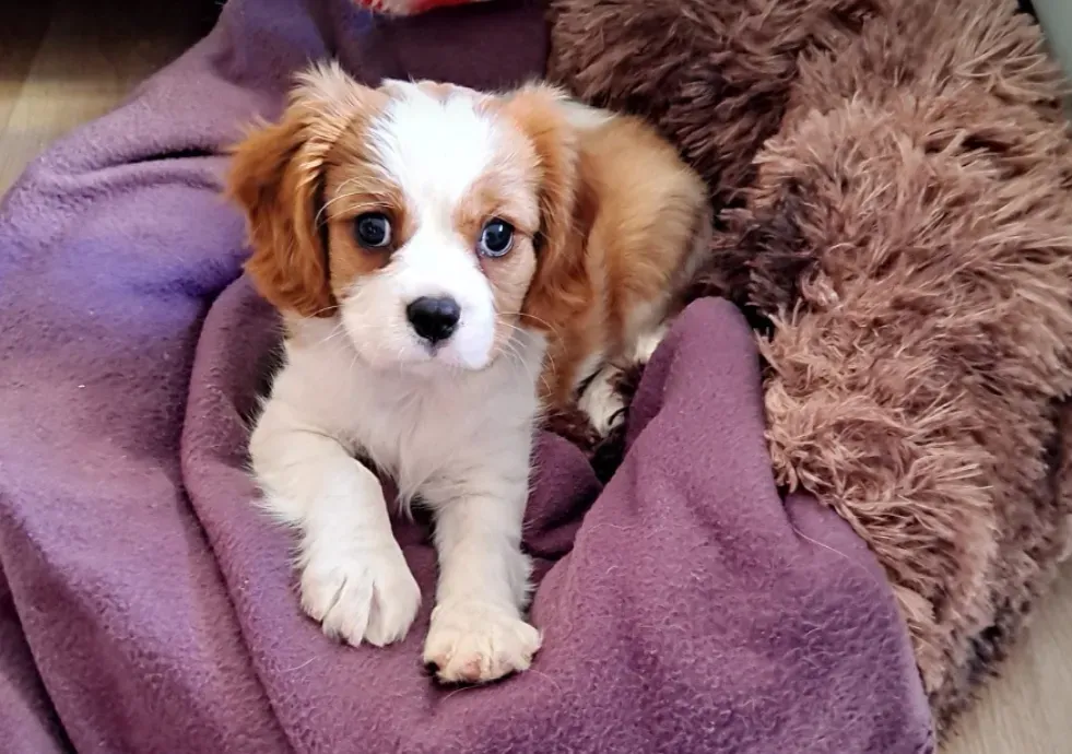 Naissance Cavalier King Charles près de Bollène
