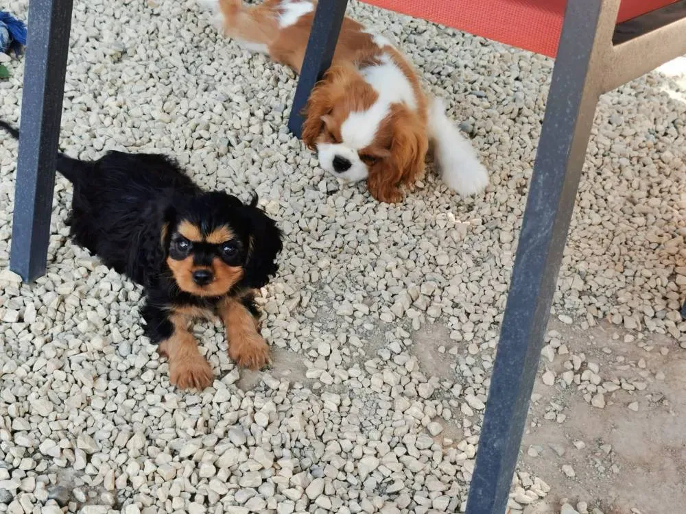 Petits chiots